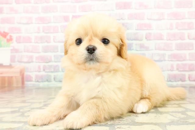 群馬県のペキプー(ペキニーズ×プードル) (Coo&RIKU前橋店/2025年10月28日生まれ/女の子/クリーム)の子犬の2枚目の画像