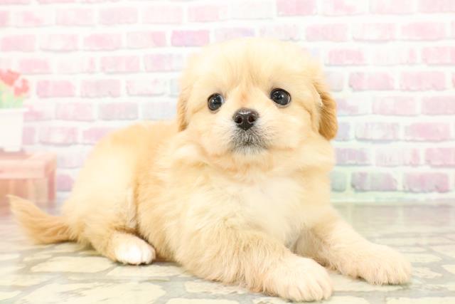 群馬県のペキプー(ペキニーズ×プードル) (Coo&RIKU前橋店/2025年10月28日生まれ/女の子/クリーム)の子犬の3枚目の画像