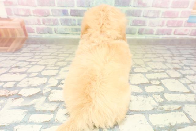 群馬県のペキプー(ペキニーズ×プードル) (Coo&RIKU前橋店/2025年10月28日生まれ/女の子/クリーム)の子犬の4枚目の画像