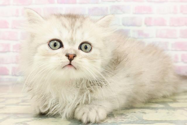 東京都のミヌエット (Coo&RIKU中野サンモール店/2025年10月20日生まれ/女の子/シルバータビーホワイト)の子猫の2枚目の画像