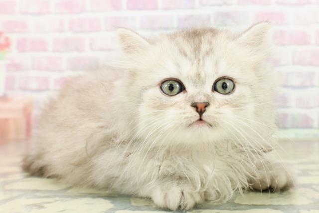 東京都のミヌエット (Coo&RIKU中野サンモール店/2025年10月20日生まれ/女の子/シルバータビーホワイト)の子猫の3枚目の画像