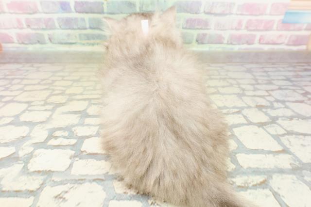 東京都のミヌエット (Coo&RIKU中野サンモール店/2025年10月20日生まれ/女の子/シルバータビーホワイト)の子猫の4枚目の画像