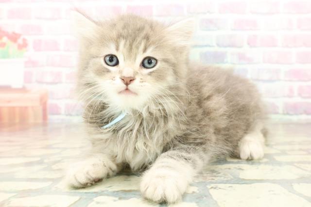 東京都のサイベリアン (Coo&RIKU秋葉原店/2025年10月26日生まれ/男の子/ブルータビーホワイト)の子猫の2枚目の画像