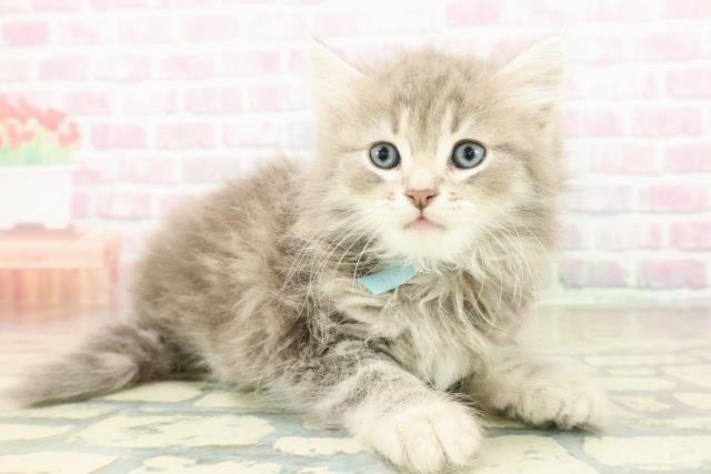 東京都のサイベリアン (Coo&RIKU秋葉原店/2025年10月26日生まれ/男の子/ブルータビーホワイト)の子猫の3枚目の画像