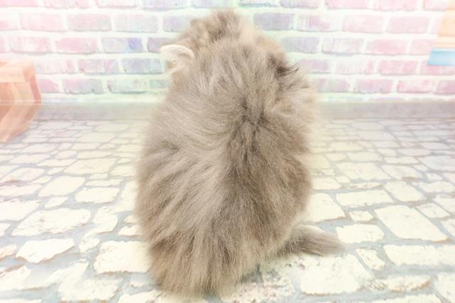 東京都のサイベリアン (Coo&RIKU秋葉原店/2025年10月26日生まれ/男の子/ブルータビーホワイト)の子猫の4枚目の画像