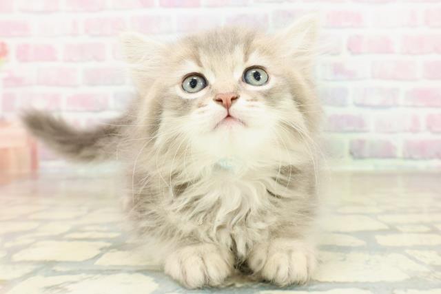 群馬県のサイベリアン (Coo&RIKU前橋店/2025年10月26日生まれ/男の子/ブルータビーホワイト)の子猫の1枚目の画像