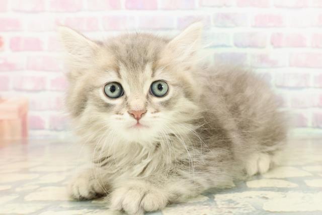 群馬県のサイベリアン (Coo&RIKU前橋店/2025年10月26日生まれ/男の子/ブルータビーホワイト)の子猫の2枚目の画像