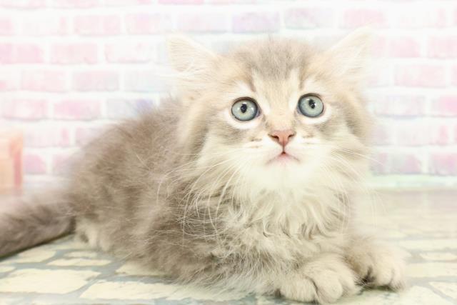 群馬県のサイベリアン (Coo&RIKU前橋店/2025年10月26日生まれ/男の子/ブルータビーホワイト)の子猫の3枚目の画像