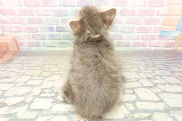 群馬県のサイベリアン (Coo&RIKU前橋店/2025年10月26日生まれ/男の子/ブルータビーホワイト)の子猫の4枚目の画像