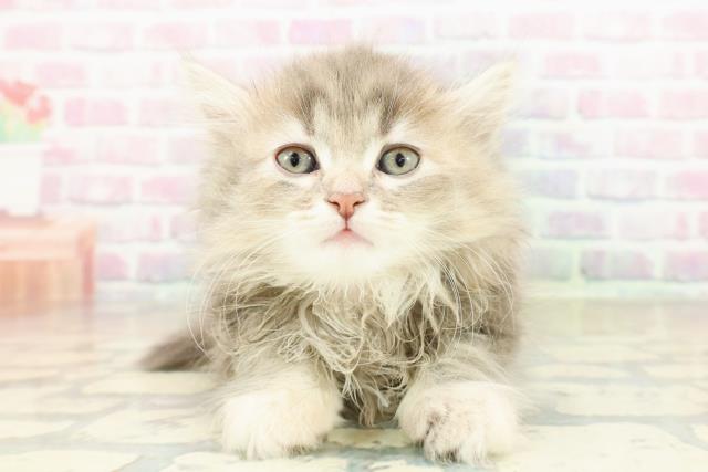 東京都のサイベリアン (Coo&RIKU新宿三丁目店/2025年10月26日生まれ/女の子/ブルーパッチドタビー)の子猫の1枚目の画像