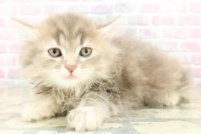 東京都のサイベリアン (Coo&RIKU新宿三丁目店/2025年10月26日生まれ/女の子/ブルーパッチドタビー)の子猫の2枚目の画像