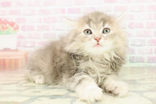 東京都のサイベリアン (Coo&RIKU新宿三丁目店/2025年10月26日生まれ/女の子/ブルーパッチドタビー)の子猫の3枚目の画像