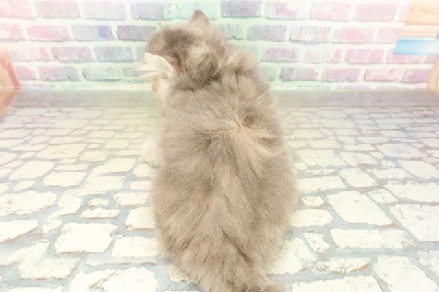 東京都のサイベリアン (Coo&RIKU新宿三丁目店/2025年10月26日生まれ/女の子/ブルーパッチドタビー)の子猫の4枚目の画像