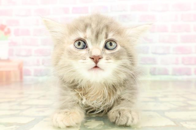 東京都のサイベリアン (Coo&RIKU赤坂店/2025年10月26日生まれ/女の子/ブルーパッチドタビー)の子猫の1枚目の画像