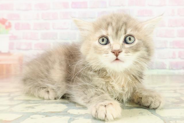 東京都のサイベリアン (Coo&RIKU赤坂店/2025年10月26日生まれ/女の子/ブルーパッチドタビー)の子猫の3枚目の画像