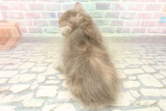 東京都のサイベリアン (Coo&RIKU赤坂店/2025年10月26日生まれ/女の子/ブルーパッチドタビー)の子猫の4枚目の画像