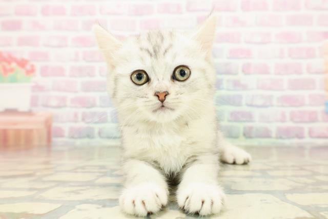 東京都のミヌエット (Coo&RIKU武蔵小山店/2025年10月20日生まれ/女の子/シルバーパッチドタビー)の子猫の1枚目の画像