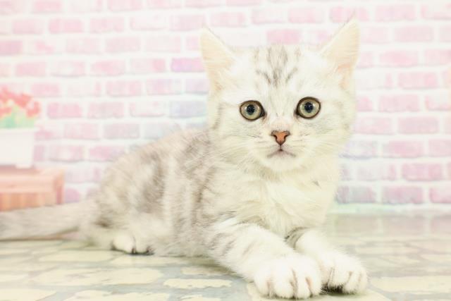 東京都のミヌエット (Coo&RIKU武蔵小山店/2025年10月20日生まれ/女の子/シルバーパッチドタビー)の子猫の3枚目の画像