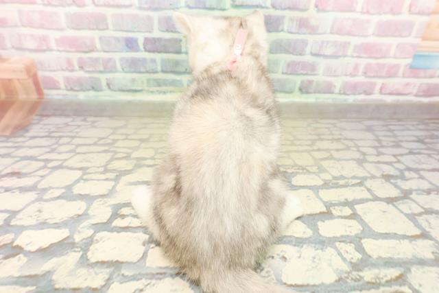 東京都のミヌエット (Coo&RIKU武蔵小山店/2025年10月20日生まれ/女の子/シルバーパッチドタビー)の子猫の4枚目の画像