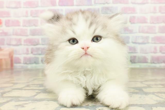 東京都のミヌエット (Coo&RIKU浅草店/2025年10月26日生まれ/男の子/シルバータビーホワイト)の子猫の1枚目の画像