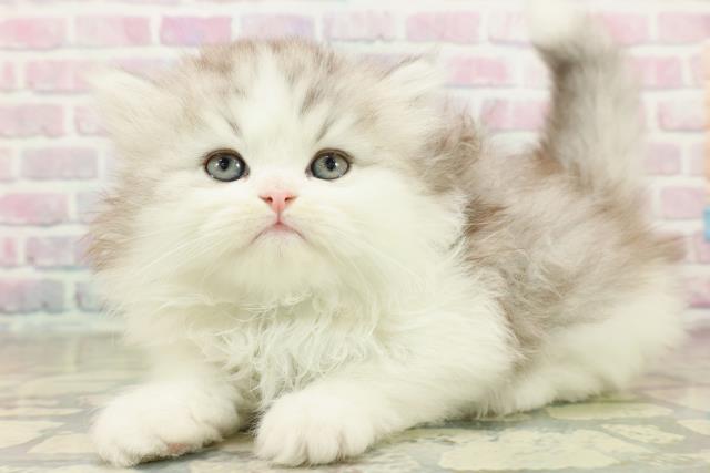 東京都のミヌエット (Coo&RIKU浅草店/2025年10月26日生まれ/男の子/シルバータビーホワイト)の子猫の2枚目の画像