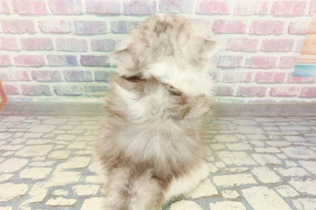 東京都のミヌエット (Coo&RIKU浅草店/2025年10月26日生まれ/男の子/シルバータビーホワイト)の子猫の4枚目の画像