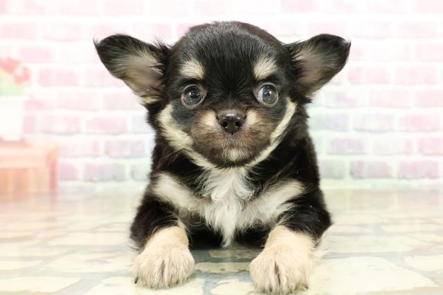 群馬県のチワワ(ロング) (Coo&RIKU伊勢崎店/2025年10月28日生まれ/男の子/ブラックタンホワイト)の子犬の1枚目の画像