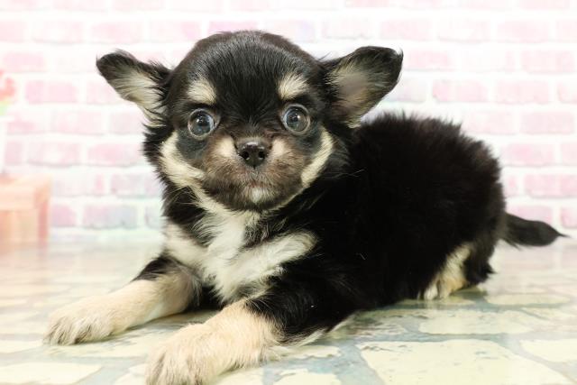 群馬県のチワワ(ロング) (Coo&RIKU伊勢崎店/2025年10月28日生まれ/男の子/ブラックタンホワイト)の子犬の2枚目の画像