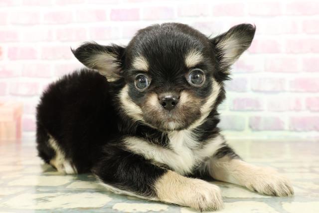 群馬県のチワワ(ロング) (Coo&RIKU伊勢崎店/2025年10月28日生まれ/男の子/ブラックタンホワイト)の子犬の3枚目の画像