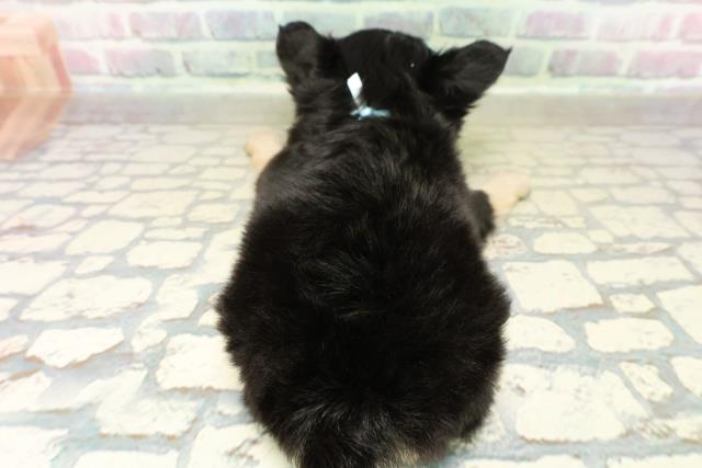 群馬県のチワワ(ロング) (Coo&RIKU伊勢崎店/2025年10月28日生まれ/男の子/ブラックタンホワイト)の子犬の4枚目の画像