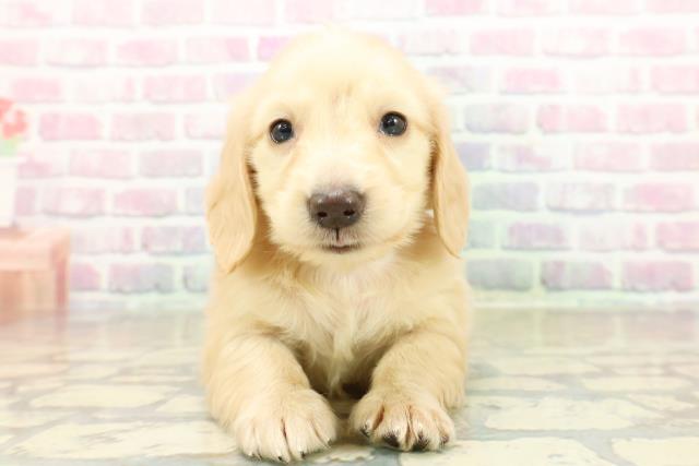 ミニチュア・ダックスフンド