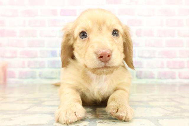 ミニチュア・ダックスフンド