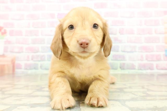 ミニチュア・ダックスフンド