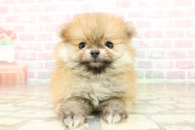 東京都のポメラニアン (Coo&RIKU秋葉原店/2025年10月23日生まれ/男の子/オレンジ)の子犬の1枚目の画像