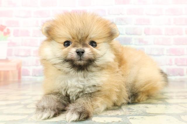 東京都のポメラニアン (Coo&RIKU秋葉原店/2025年10月23日生まれ/男の子/オレンジ)の子犬の2枚目の画像