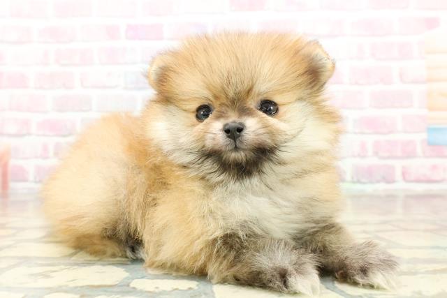 東京都のポメラニアン (Coo&RIKU秋葉原店/2025年10月23日生まれ/男の子/オレンジ)の子犬の3枚目の画像