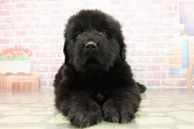 東京都のニューファンドランド (Coo&RIKU足立本店/2025年10月21日生まれ/女の子/ブラックホワイト)の子犬の1枚目の画像