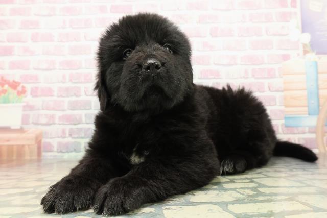 東京都のニューファンドランド (Coo&RIKU足立本店/2025年10月21日生まれ/女の子/ブラックホワイト)の子犬の2枚目の画像