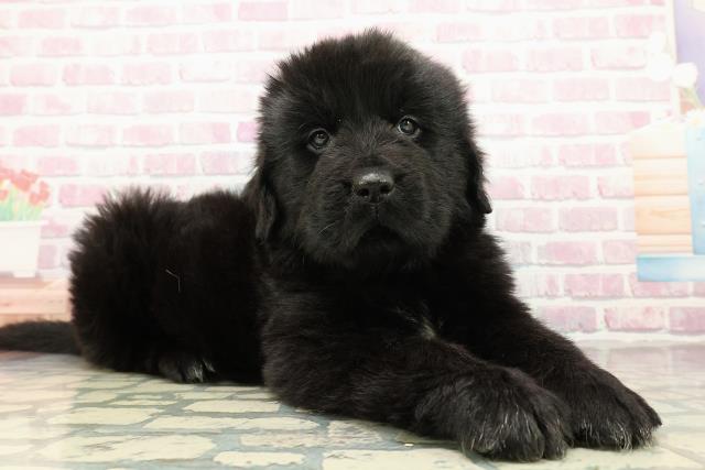 東京都のニューファンドランド (Coo&RIKU足立本店/2025年10月21日生まれ/女の子/ブラックホワイト)の子犬の3枚目の画像