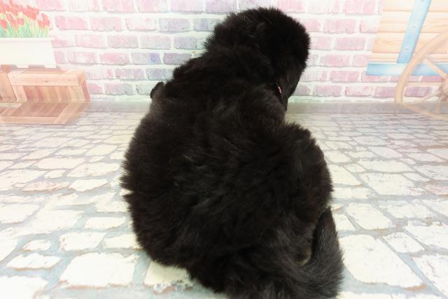 東京都のニューファンドランド (Coo&RIKU足立本店/2025年10月21日生まれ/女の子/ブラックホワイト)の子犬の4枚目の画像