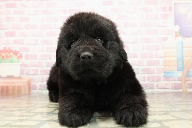 埼玉県のニューファンドランド (Coo&RIKUアニマルケアセンター大宮/2025年10月21日生まれ/男の子/ブラック)の子犬の1枚目の画像