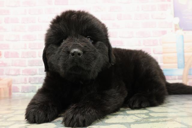 埼玉県のニューファンドランド (Coo&RIKUアニマルケアセンター大宮/2025年10月21日生まれ/男の子/ブラック)の子犬の2枚目の画像