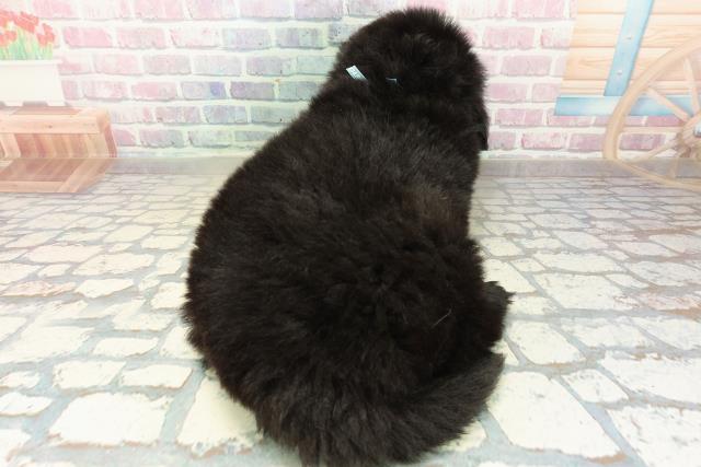 埼玉県のニューファンドランド (Coo&RIKUアニマルケアセンター大宮/2025年10月21日生まれ/男の子/ブラック)の子犬の4枚目の画像