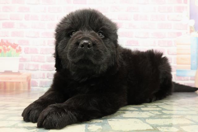 岩手県のニューファンドランド (Coo&RIKU岩手盛岡店/2025年10月21日生まれ/男の子/ブラック)の子犬の2枚目の画像