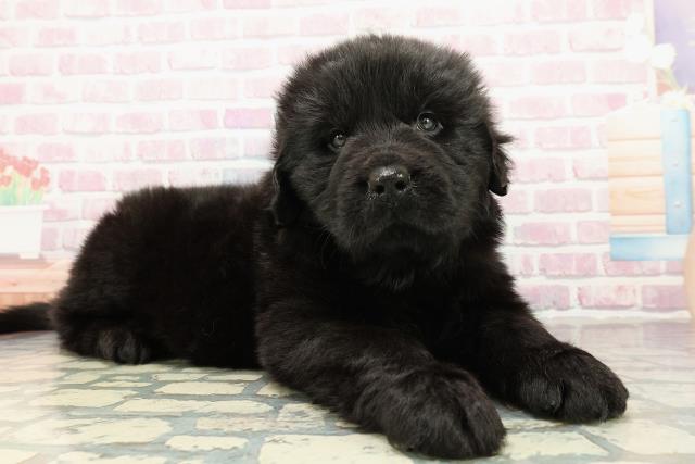 岩手県のニューファンドランド (Coo&RIKU岩手盛岡店/2025年10月21日生まれ/男の子/ブラック)の子犬の3枚目の画像