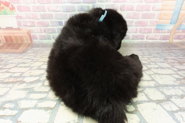 岩手県のニューファンドランド (Coo&RIKU岩手盛岡店/2025年10月21日生まれ/男の子/ブラック)の子犬の4枚目の画像