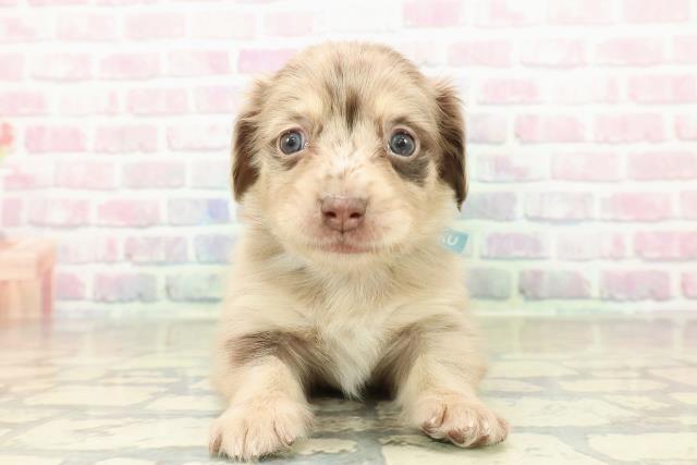 神奈川県のチワックス(チワワ×ダックス) (Coo&RIKU長津田店/2025年10月28日生まれ/男の子/チョコレートダップル)の子犬の1枚目の画像