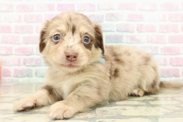 神奈川県のチワックス(チワワ×ダックス) (Coo&RIKU長津田店/2025年10月28日生まれ/男の子/チョコレートダップル)の子犬の2枚目の画像