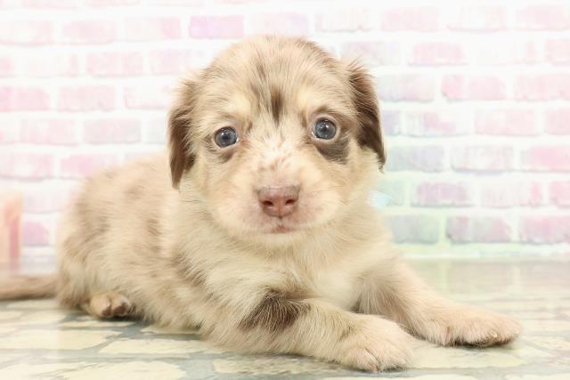 神奈川県のチワックス(チワワ×ダックス) (Coo&RIKU長津田店/2025年10月28日生まれ/男の子/チョコレートダップル)の子犬の3枚目の画像