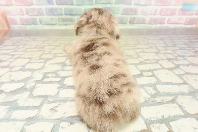 神奈川県のチワックス(チワワ×ダックス) (Coo&RIKU長津田店/2025年10月28日生まれ/男の子/チョコレートダップル)の子犬の4枚目の画像